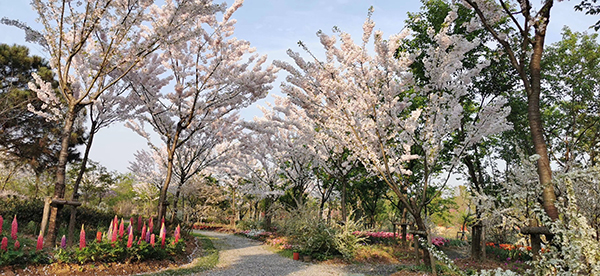 樱花园一景.jpg