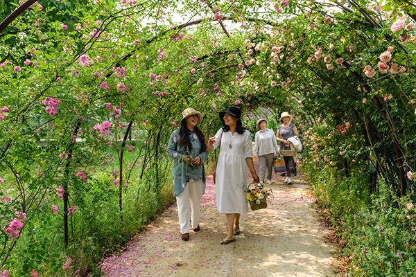 图片14：捺山那园蔷薇隧道.jpg