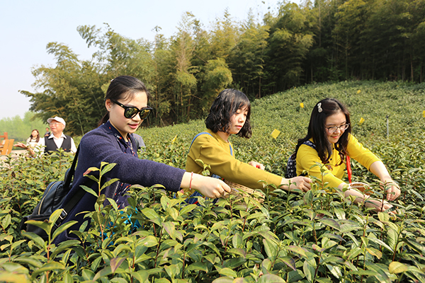 图片17：捺山那园春季采茶节.jpg