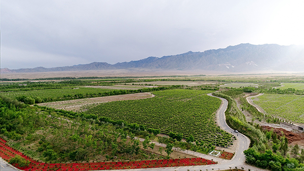 宁夏银川市西夏区源石酒庄有机葡萄种植基地-1.png