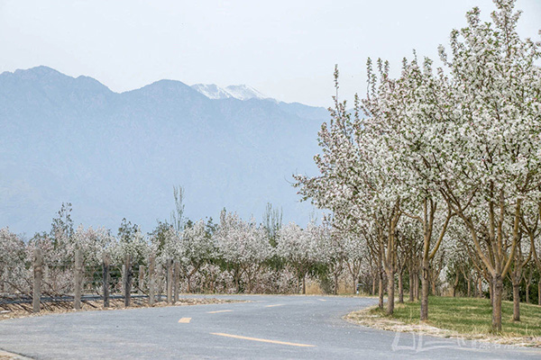 宁夏银川市西夏区源石酒庄有机葡萄种植基地海棠大道-3.jpg