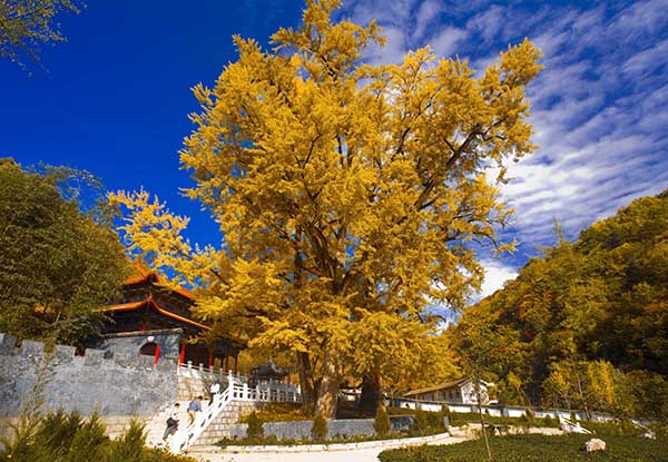 洞天福地景区-东甘沟银杏谷.jpg