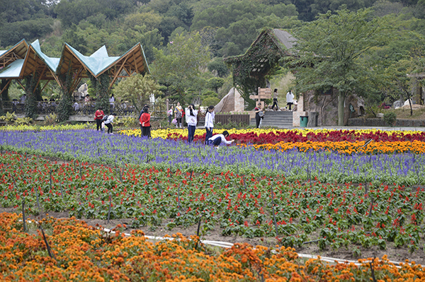 4.丹樱生态园 花海4.JPG