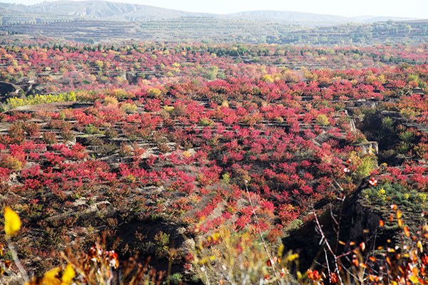 “中国美丽田园”杏树文化休闲旅游体验区全景.jpg
