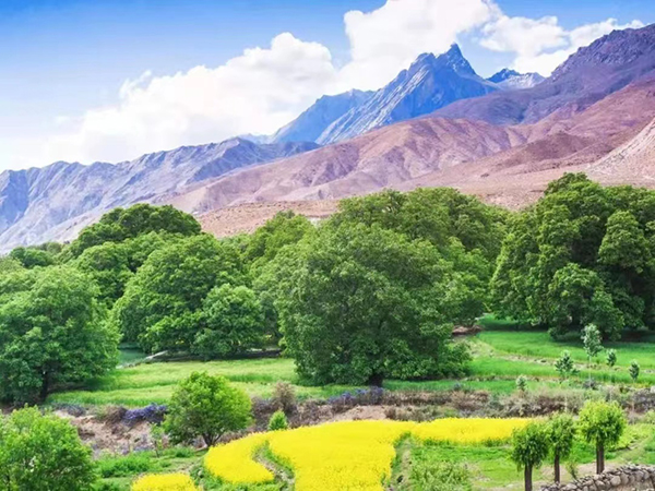 冲康景区油菜花图11.jpg