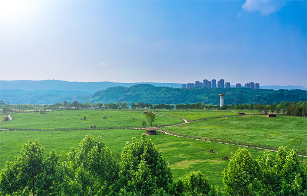广阳岛胜利草场全景.png