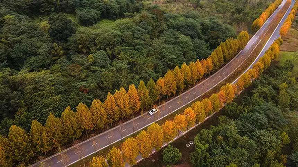 广阳岛主路两旁梧桐树.jpg