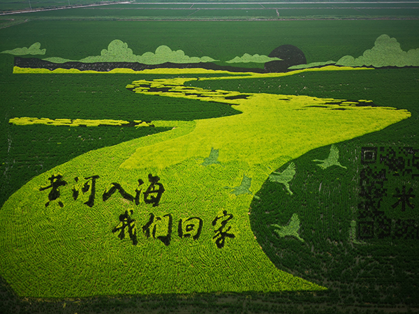 3稻田画.jpg