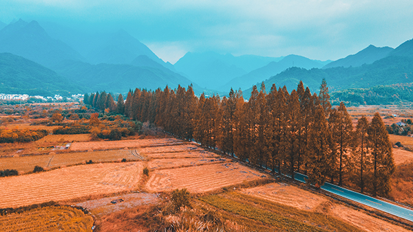 图片9：奇瑞途居黄山露营地 (网红水杉路).jpg