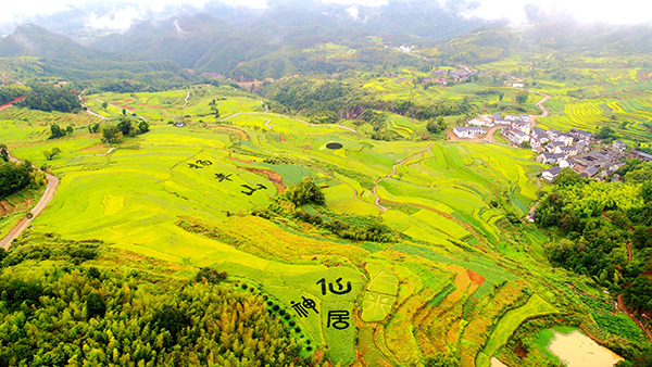 杨丰山稻米3王华斌.jpg