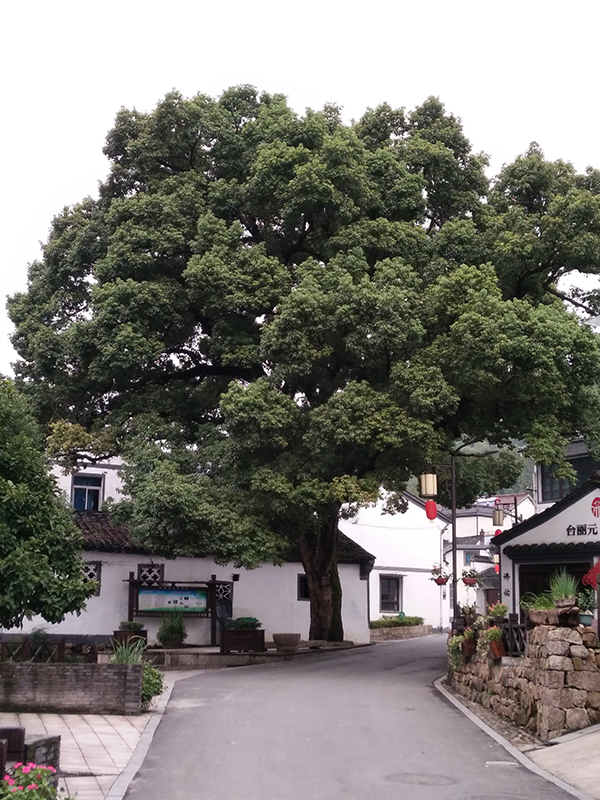 香林村7.jpg