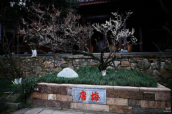 唐梅.jpg