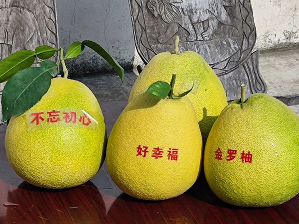 金罗柚 (2).jpg