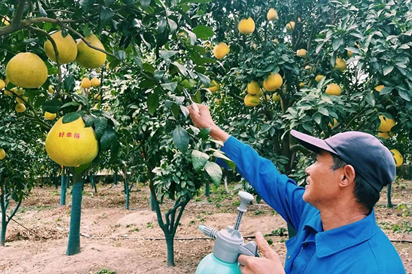 金罗柚.jpg