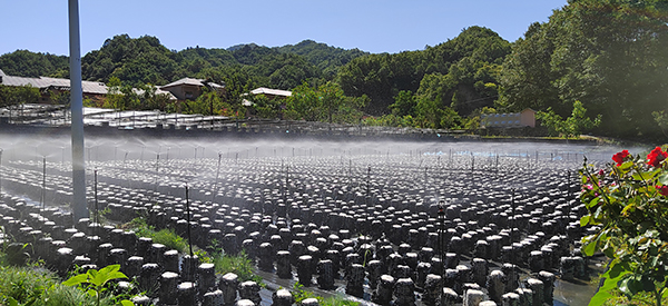 老庵寺-地栽木耳.jpg