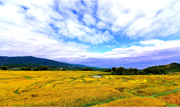 1.力拓水稻公园稻田风光1.jpg