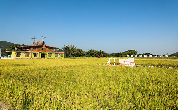 2.力拓水稻公园稻田风光2.jpg