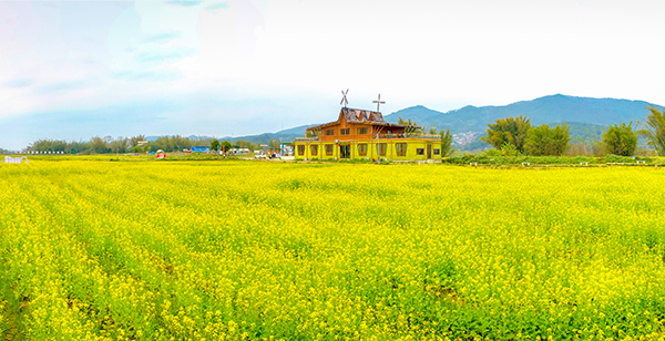 4.力拓有机水稻基地秋收后冬种油菜花.jpg