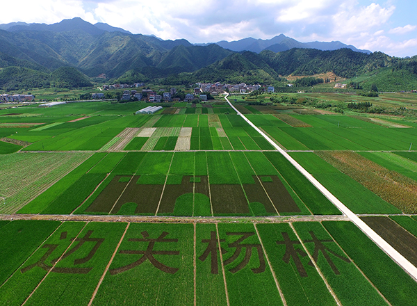 精品点4 杨林畈水稻基地.JPG