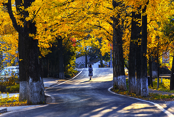 八都岕景区：银杏秋色.jpg