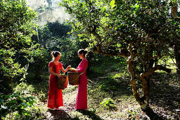 图片2.景迈古茶山采茶女   谭春摄.JPG