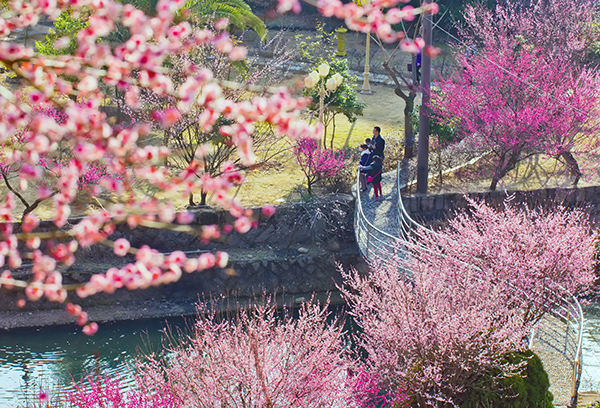 梅洋梅花盛景2.jpg