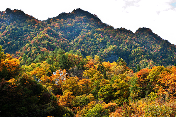 彩叶全景.jpg