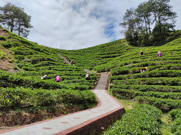 图三 小王村茶山步道.jpg