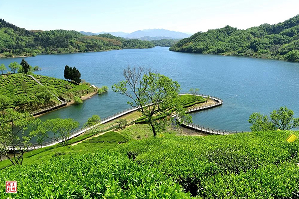 西茶谷茶园.jpg
