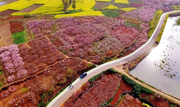 龙门桃花沟桃花2.jpg