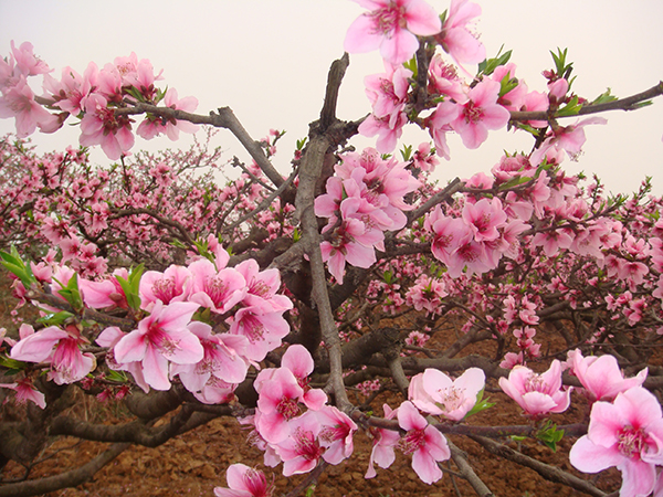 龙门桃花沟桃花3.JPG