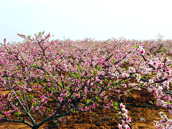 龙门桃花沟桃花4.JPG