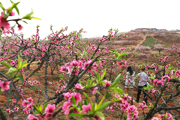 龙门桃花基地.JPG
