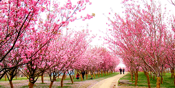成都市旅游品牌产品-凤凰湖樱花节.JPG