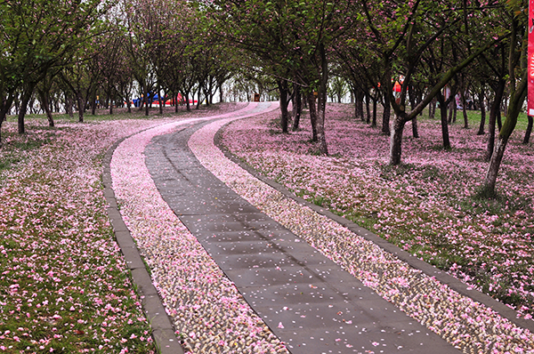 樱花山的早晨.jpg