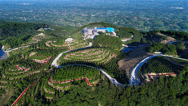 俯瞰石笋山茶园.jpg
