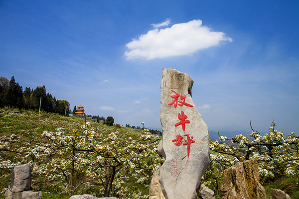 （组照）放牛坪万亩梨园-2.jpg