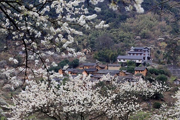 图1：2月19日，在广西柳州市融安县东起乡铜板屯拍摄李花掩映下的美丽乡村。（谭凯兴 摄）.JPG