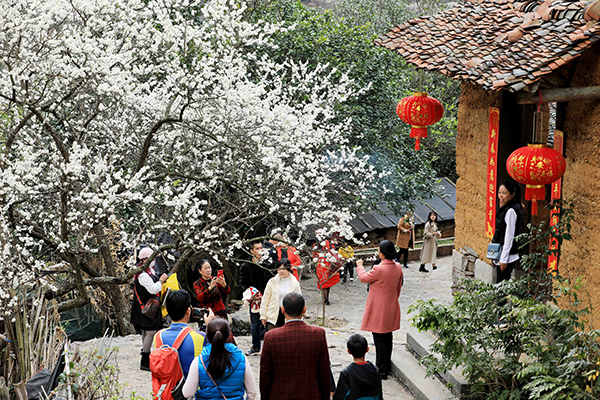 图4：2月12日，游客在广西柳州市融安县东起乡崖脚村铜板屯踏青赏花。（谭凯兴 摄）.JPG