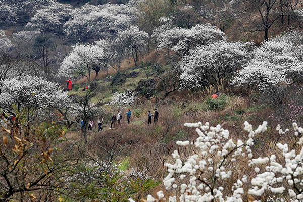 图7：2月15日，游客在广西柳州市融安县东起乡崖脚村铜板屯李花树下游玩。（谭凯兴 摄）.JPG