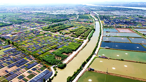 13广东省中山市横栏镇水岸花田.jpg