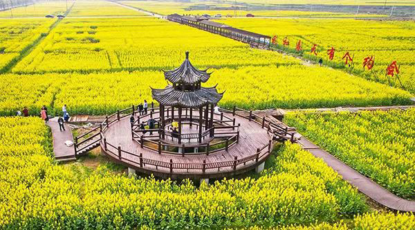 油菜花海 (2).jpg