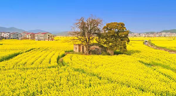 油菜花海.jpg