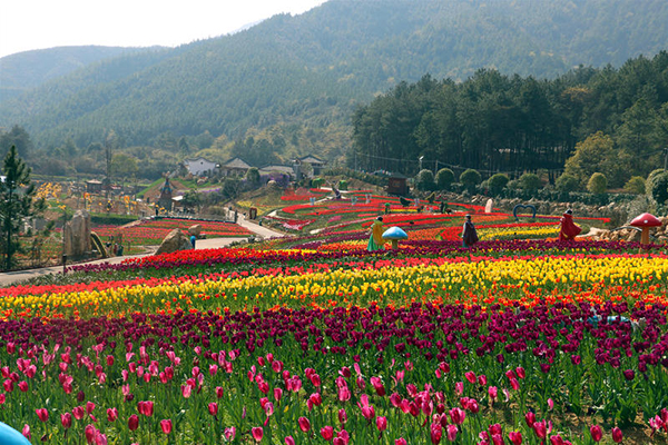 花海照片.jpg
