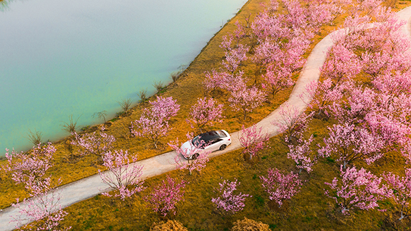 3.同心花海樱花广场.jpg
