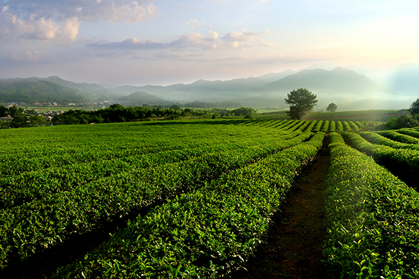 茶园龙井、铁观音种植观光区.jpg