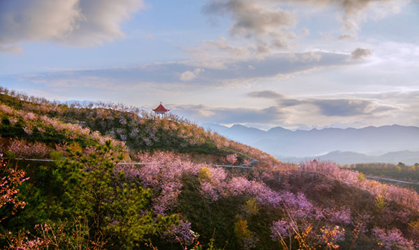 晚樱.jpg