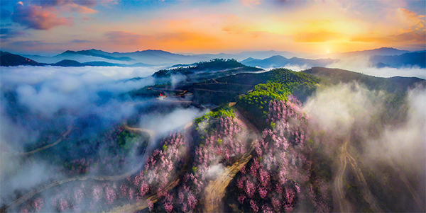 樱花海俯视图.png