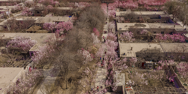 图片9：三连杏花全景.jpg