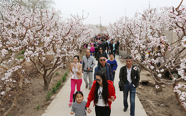 图片18：生态旅游杏花节.jpg